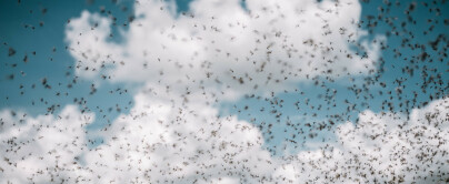 Frykter insektsdød innen 100 år: - En katastrofal kollaps